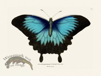 092 Butterfly Radiated